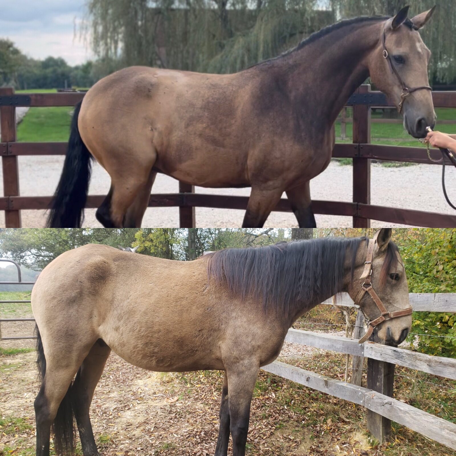 Évolution d'un cheval au travail